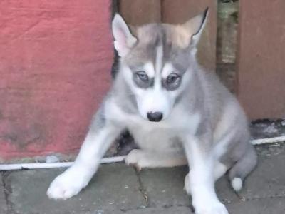 Siberian Huskey puppies for sale in Carlow