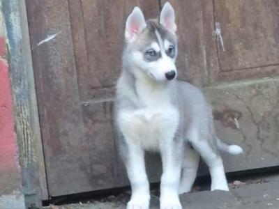 Siberian Huskey puppies for sale in Carlow