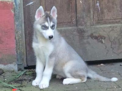 Siberian Huskey puppies for sale in Carlow