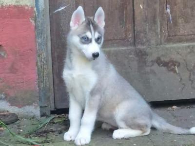 Siberian Huskey puppies for sale in Carlow