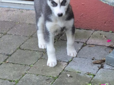 Siberian Huskey puppies for sale in Carlow