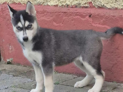 Siberian Huskey puppies for sale in Carlow