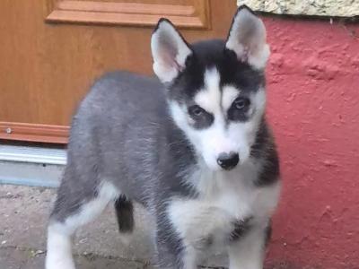 Siberian Huskey puppies for sale in Carlow