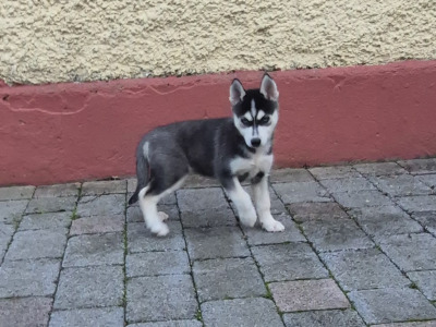 Siberian Huskey puppies for sale in Carlow
