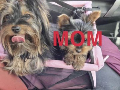 Miniature/teacup female  Yorkshire Terrier puppy 🩷 in Ballincollig, Cork