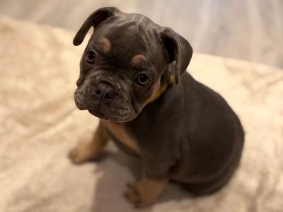 6 French Bulldog puppies in Dublin
