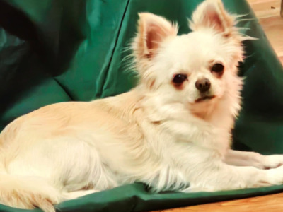 IKC Registered (pending) Chihuahua puppies in Clare ⭐️