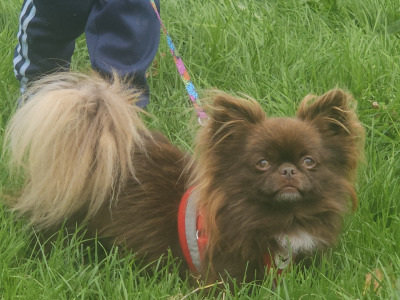 IKC Registered (pending) Chihuahua puppies in Clare ⭐️