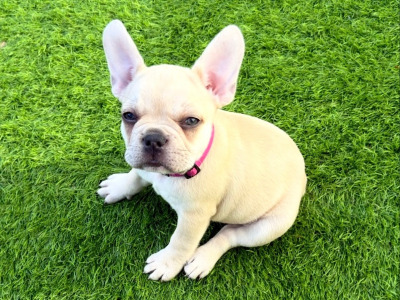 4 French Bulldog puppies in Dublin fully vaccinated 10/10/26 (Males are sold)
