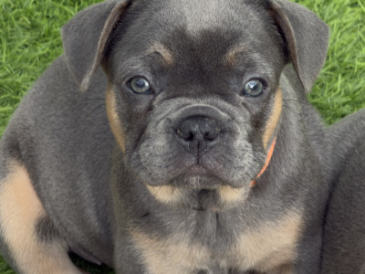 4 French Bulldog puppies in Dublin fully vaccinated 10/10/26 (Males are sold)