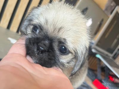 2 Pug X puppies in Carlow