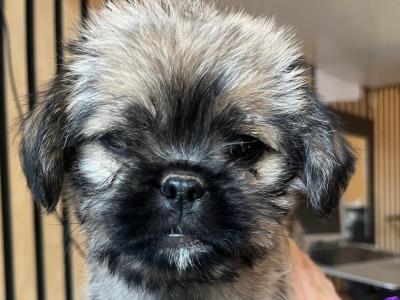 2 Pug X puppies in Carlow