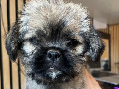 2 Pug X puppies in Carlow