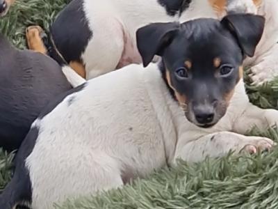 Litter of Gorgeous Jack Russell puppies in Laois