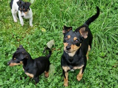 Litter of Gorgeous Jack Russell puppies in Laois