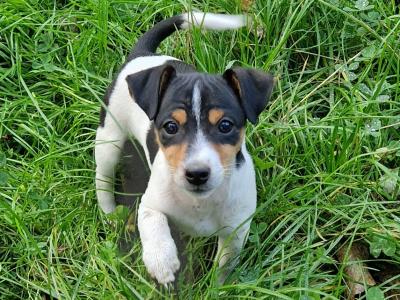 Litter of Gorgeous Jack Russell puppies in Laois