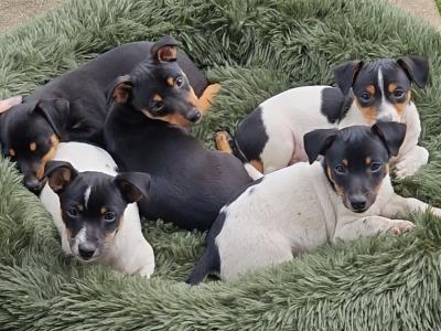 Litter of Gorgeous Jack Russell puppies in Laois