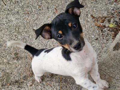 Litter of Gorgeous Jack Russell puppies in Laois