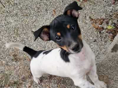 Litter of Gorgeous Jack Russell puppies in Laois