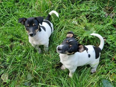 Litter of Gorgeous Jack Russell puppies in Laois