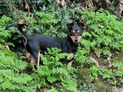 Litter of Gorgeous Jack Russell puppies in Laois
