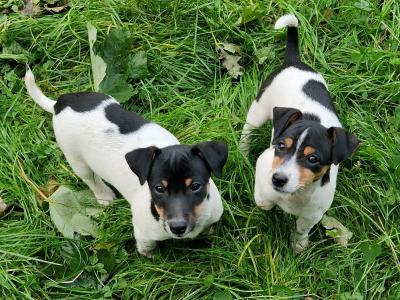 Litter of Gorgeous Jack Russell puppies in Laois