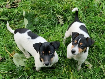 Litter of Gorgeous Jack Russell puppies in Laois