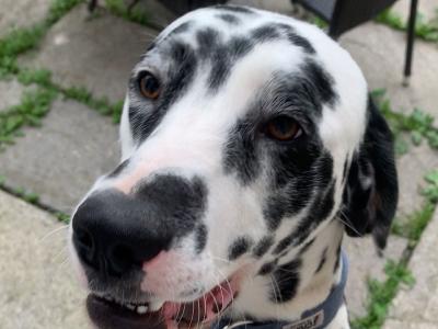 KYRO — DALMATIAN STUD AVAILABLE