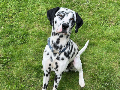 KYRO — DALMATIAN STUD AVAILABLE