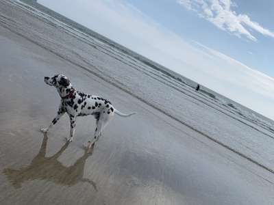 KYRO — DALMATIAN STUD AVAILABLE