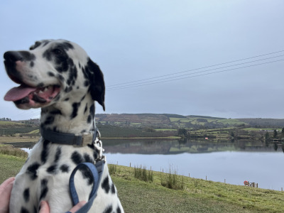 KYRO — DALMATIAN STUD AVAILABLE