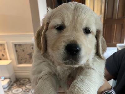 Purebred Golden Retriever puppies in Offaly