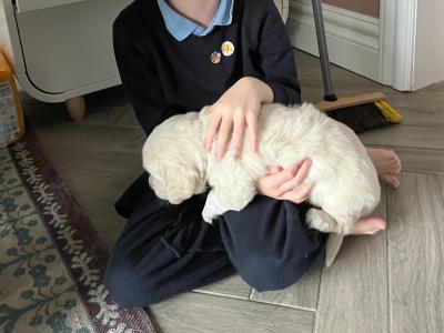 Purebred Golden Retriever puppies in Offaly