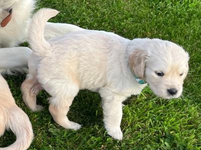 Purebred Golden Retriever puppies in Offaly