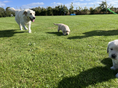 Purebred Golden Retriever puppies in Offaly