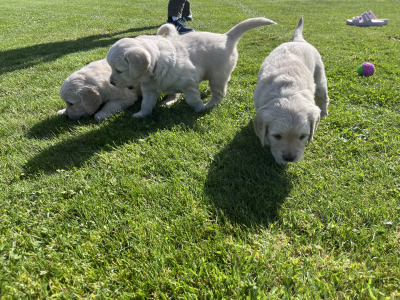 Purebred Golden Retriever puppies in Offaly