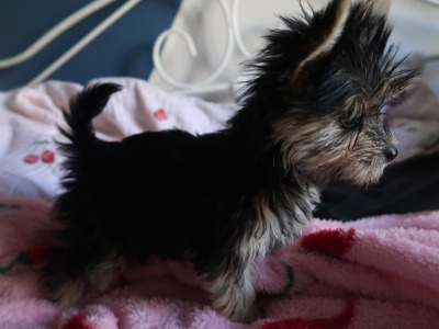 Miniature/teacup female  Yorkshire Terrier puppy 🩷 in Ballincollig, Cork