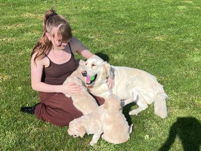 Purebred Golden Retriever puppies in Offaly
