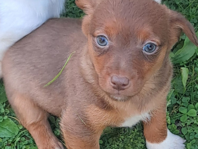 Blue eyed and pink nosed Jack Russell puppies in Cork