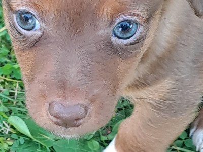 Blue eyed and pink nosed Jack Russell puppies in Cork