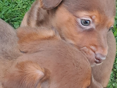 Blue eyed and pink nosed Jack Russell puppies in Cork