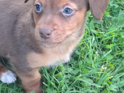 Blue eyed and pink nosed Jack Russell puppies in Cork