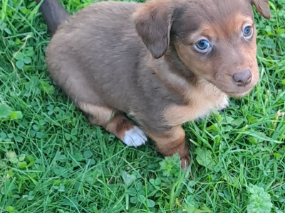 Blue eyed and pink nosed Jack Russell puppies in Cork