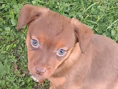 Blue eyed and pink nosed Jack Russell puppies in Cork
