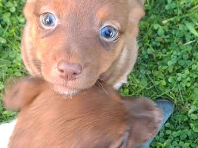 Blue eyed and pink nosed Jack Russell puppies in Cork
