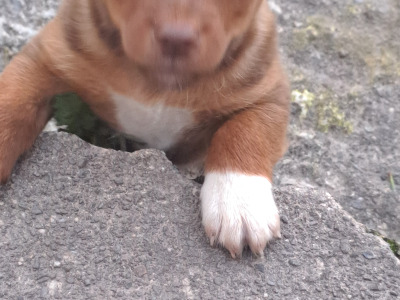 Blue eyed and pink nosed Jack Russell puppies in Cork