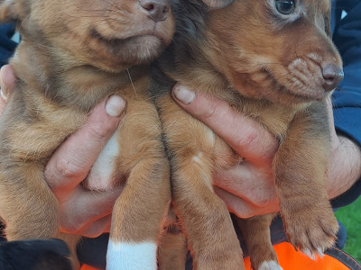 Blue eyed and pink nosed Jack Russell puppies in Cork