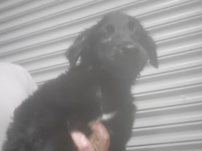 Friendly Bernese Mountain Dogs/Rough Collie x Labrador puppies for sale near charleville
