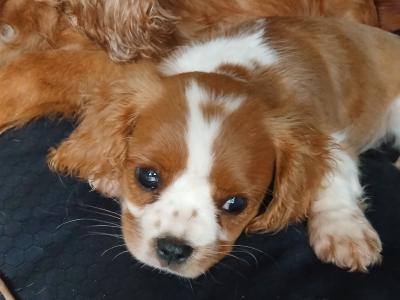 Cavalier King Charles Spaniel puppies in Offaly