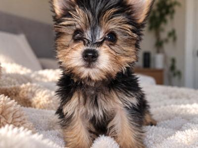 Miniature/teacup female  Yorkshire Terrier puppy 🩷 in Ballincollig, Cork